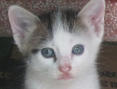 CucGhen